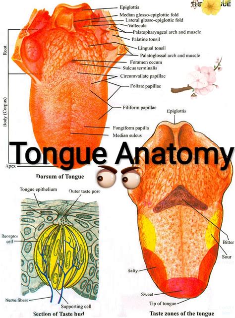 tounge|Tongue Anatomy, Function, and Medical Disorders